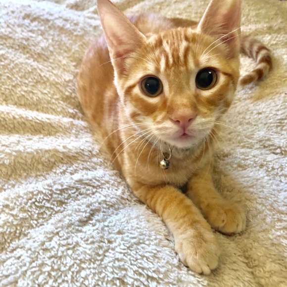 🌸 Poshmark ambassador! 🌸 - Picture 3 of 3